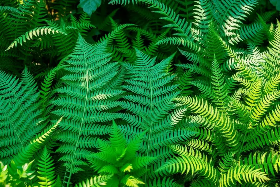 16 Variedades de Samambaias que Você Deve Conhecer