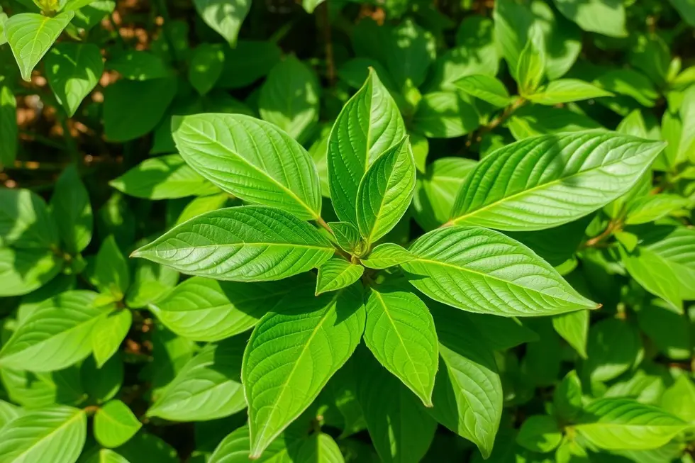 A História e o Contexto do Apracur na Medicina Natural
