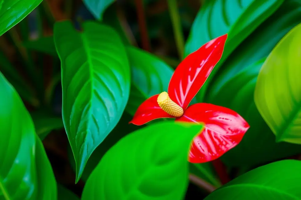Flores de antúrio