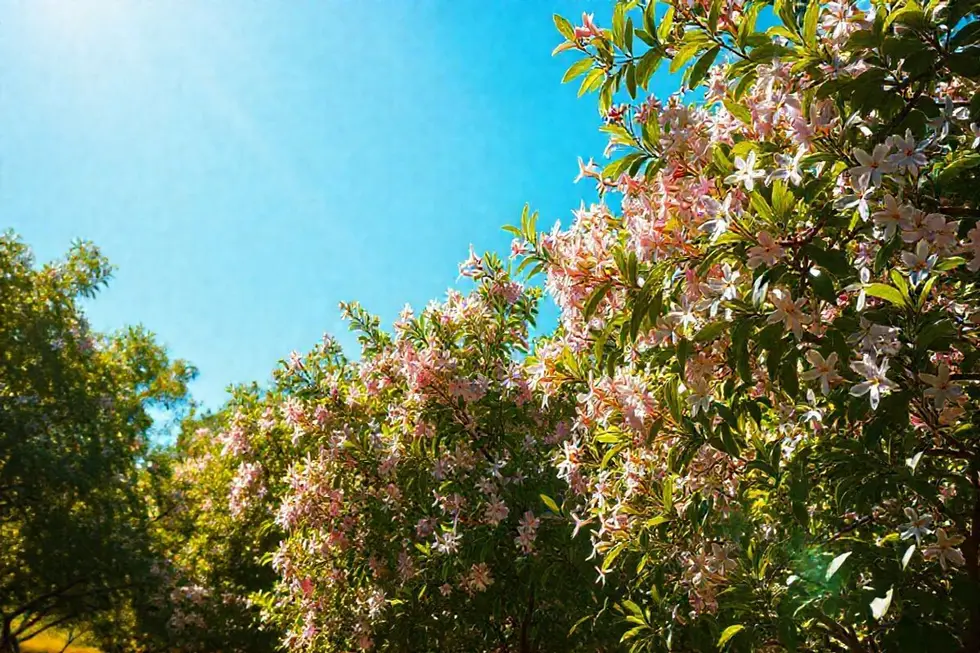 Um belo jardim de guaimbê em plena floração sob a luz do sol.