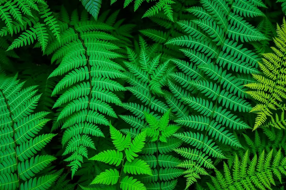 16 Variedades de Samambaias que Encantam