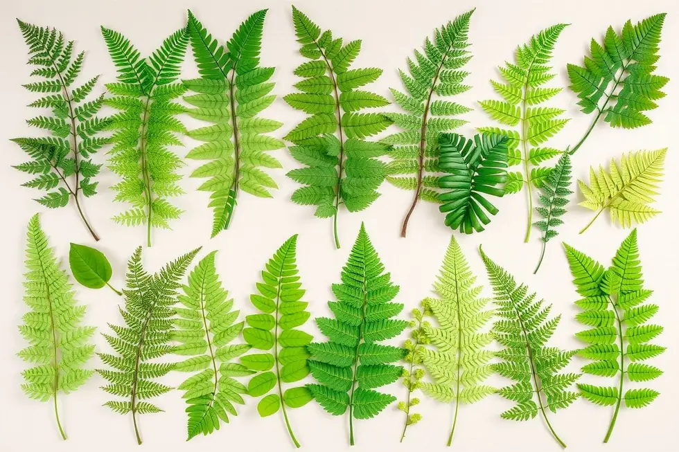 As 16 variedades de samambaias para cultivar