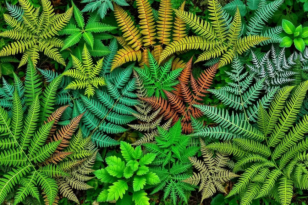 Colagem de diferentes variedades de samambaias em um jardim