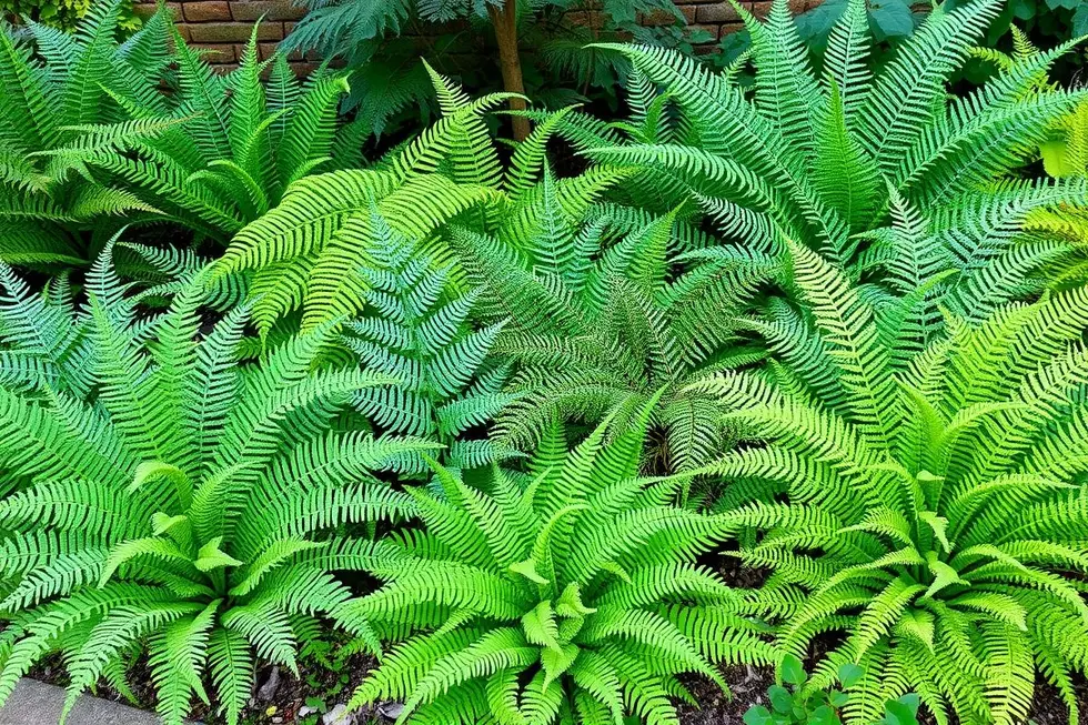 Diversas samambaias em um projeto de paisagismo