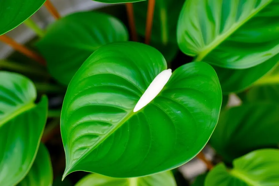 Cuidados Essenciais para Cultivar seu Antúrio