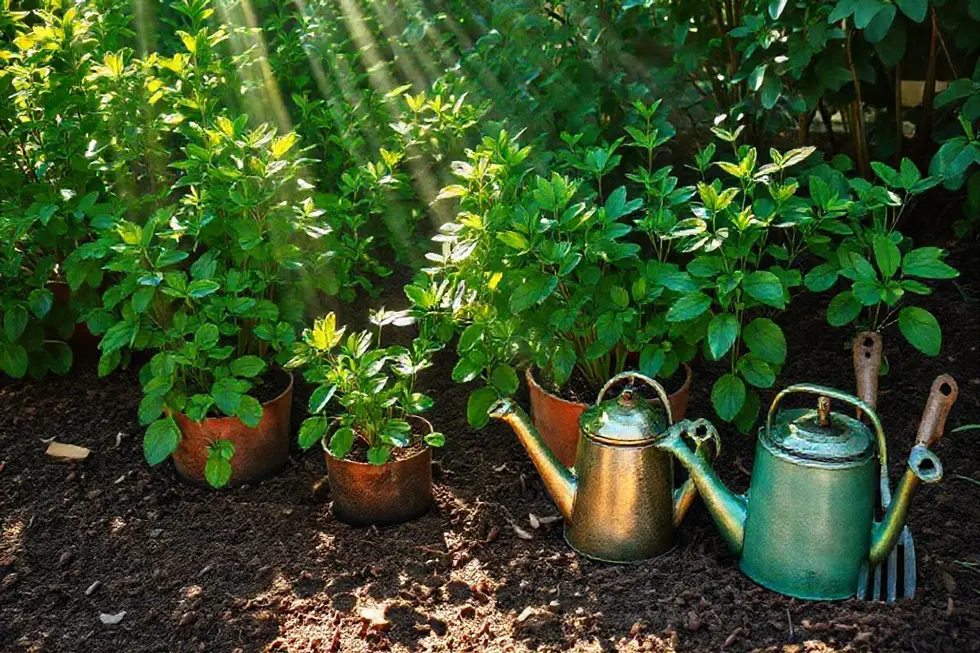 Como Cultivar o Guaimbê em Casa