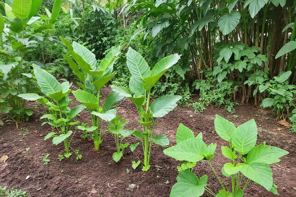 Como Cultivar Guaimbê: Um Passo a Passo