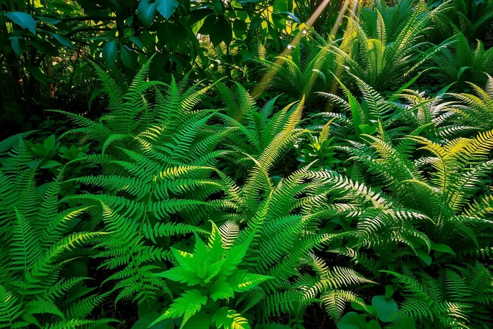 Jardim repleto de diferentes samambaias sob a luz do sol.