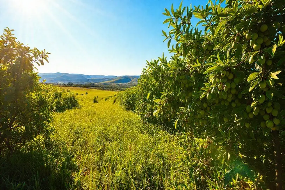 Campo de plantas de guaimbê em crescimento