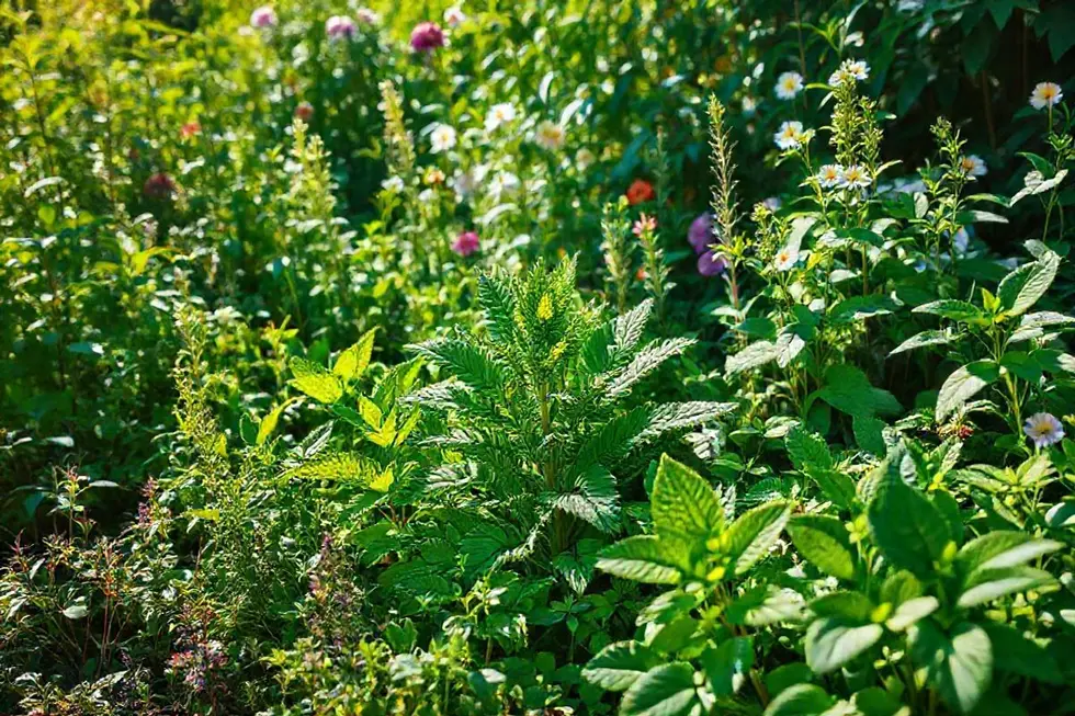 Coleção de plantas medicinais com Guaimbê