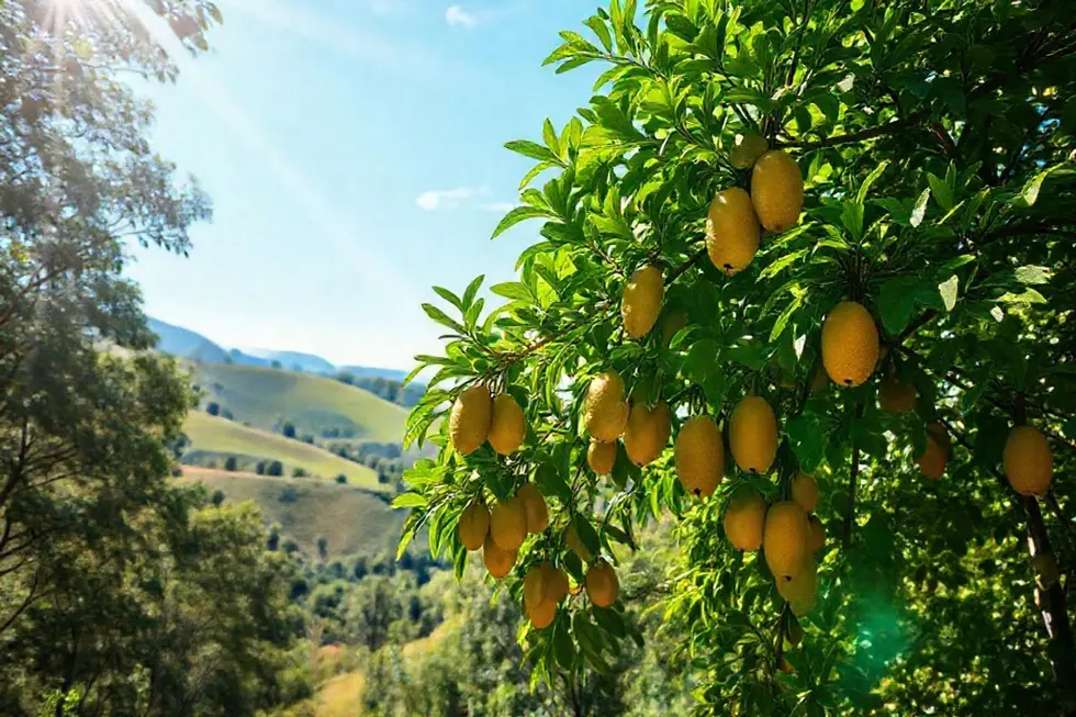 Planta de guaimbê em um cenário natural