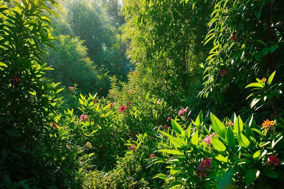 Vista de um jardim caseiro com plantas de guaimbê