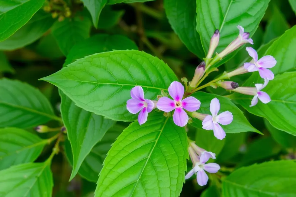 Folhas de Apracur em um ambiente natural