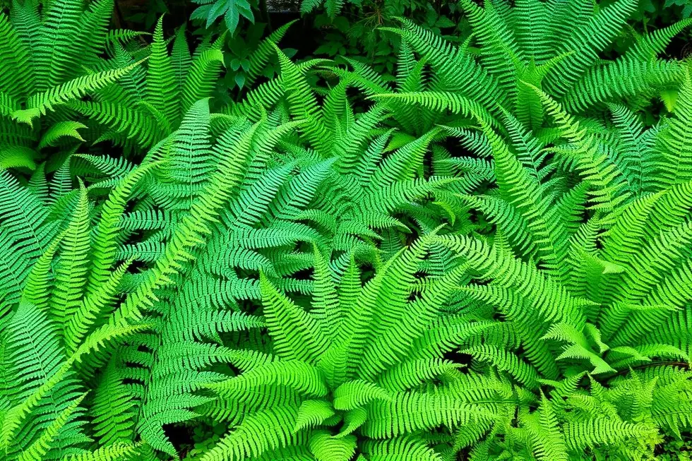 Jardim exuberante com diversas samambaias