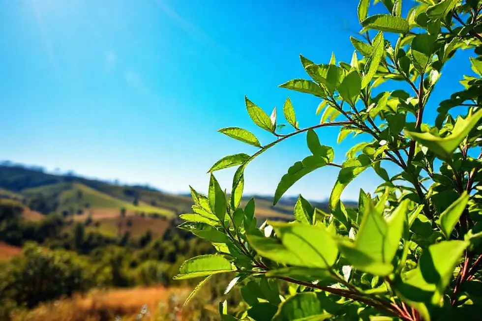 Uma planta Guaimbê sob um céu azul, representando saúde e natureza