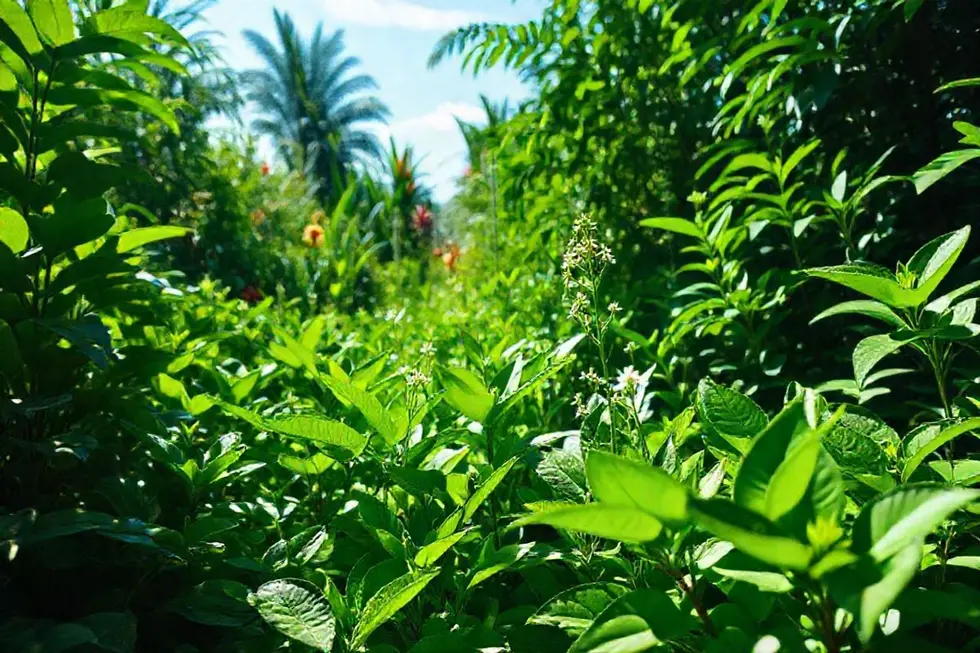 Imagem de um jardim vibrante com várias plantas medicinais, destacando o guaimbê