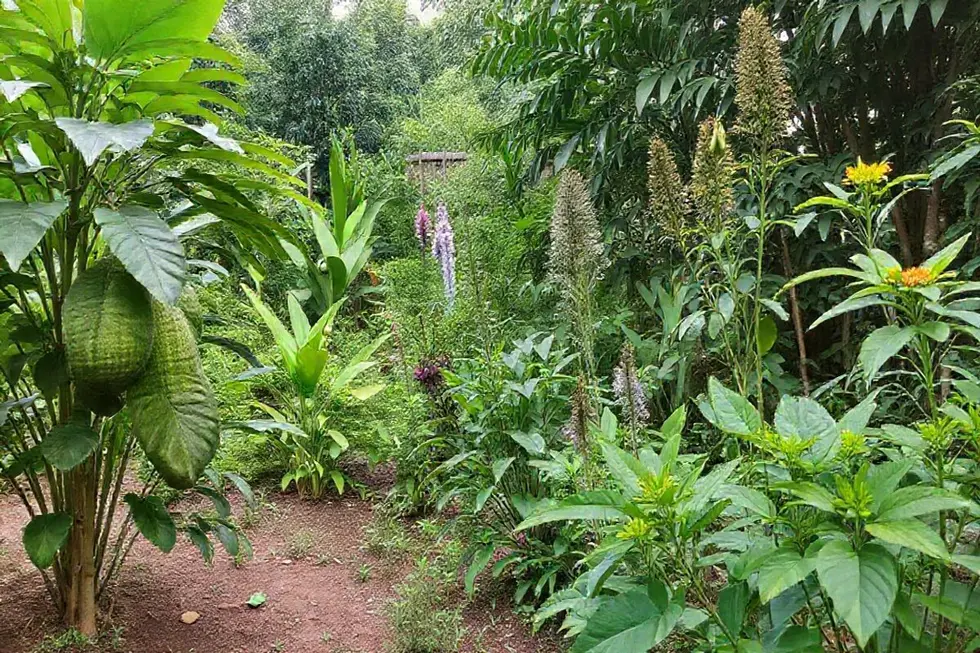 Um jardim sereno com guaimbê e várias plantas medicinais.