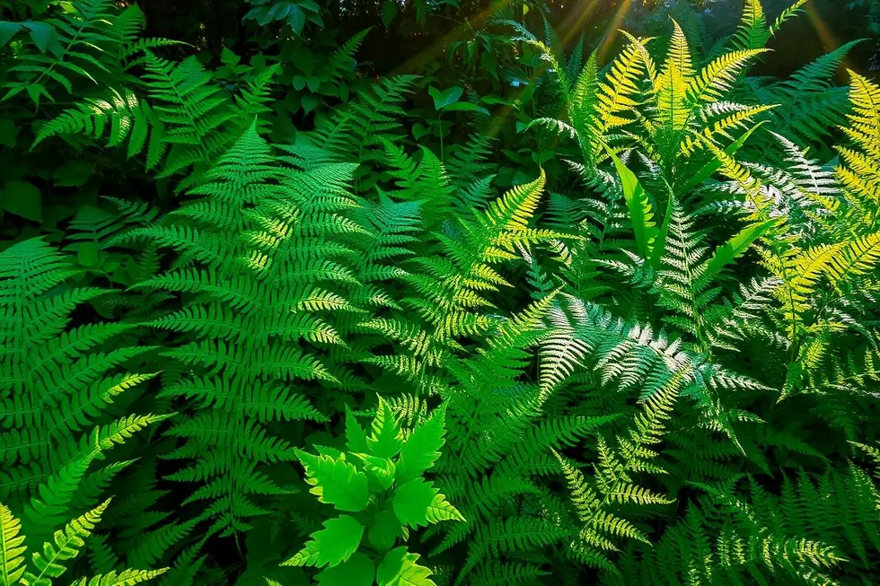 Jardim luxuriante com diversas samambaias sob o sol