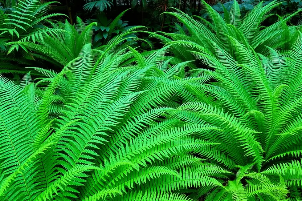 Um jardim exuberante com muitas samambaias