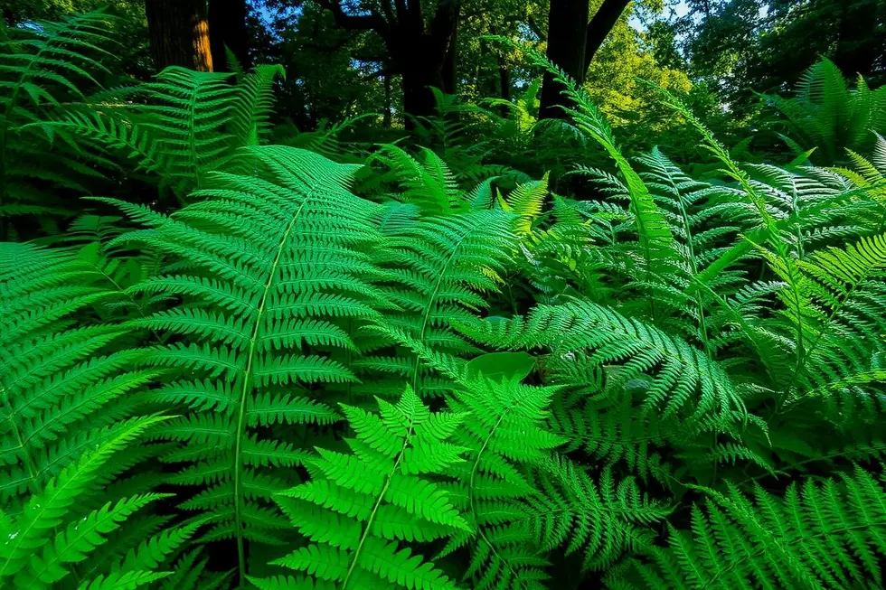 O Fascínio das Samambaias na Jardinagem