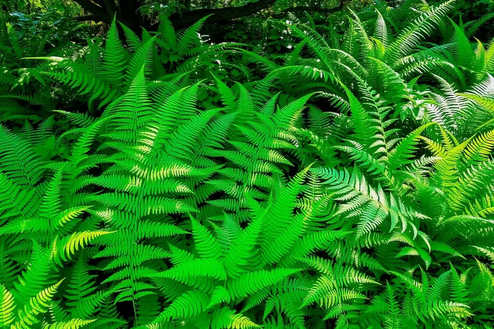 Os Benefícios das Samambaias no Paisagismo