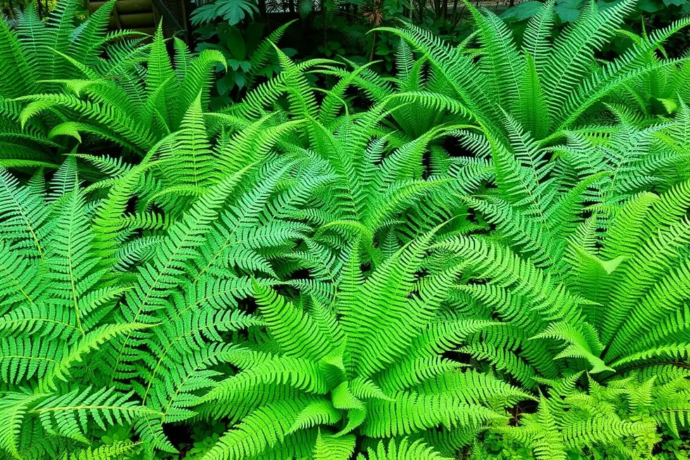 Jardim diversificado com samambaias