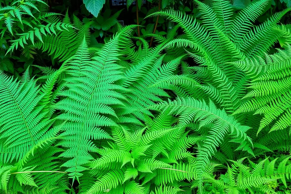 Um jardim verde, vibrante, repleto de diferentes variedades de samambaias, proporcionando um ambiente relaxante.