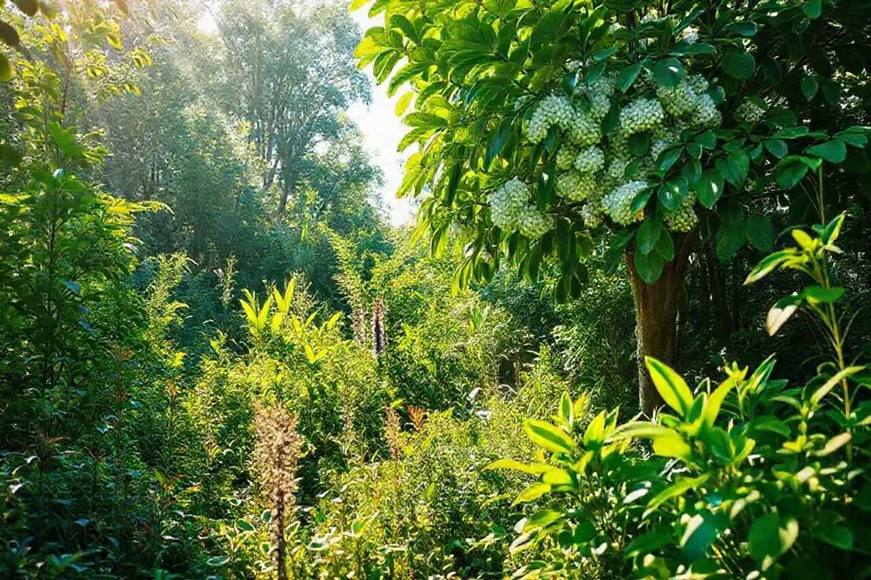 Jardim saudável com guaimbê e outras plantas medicinais