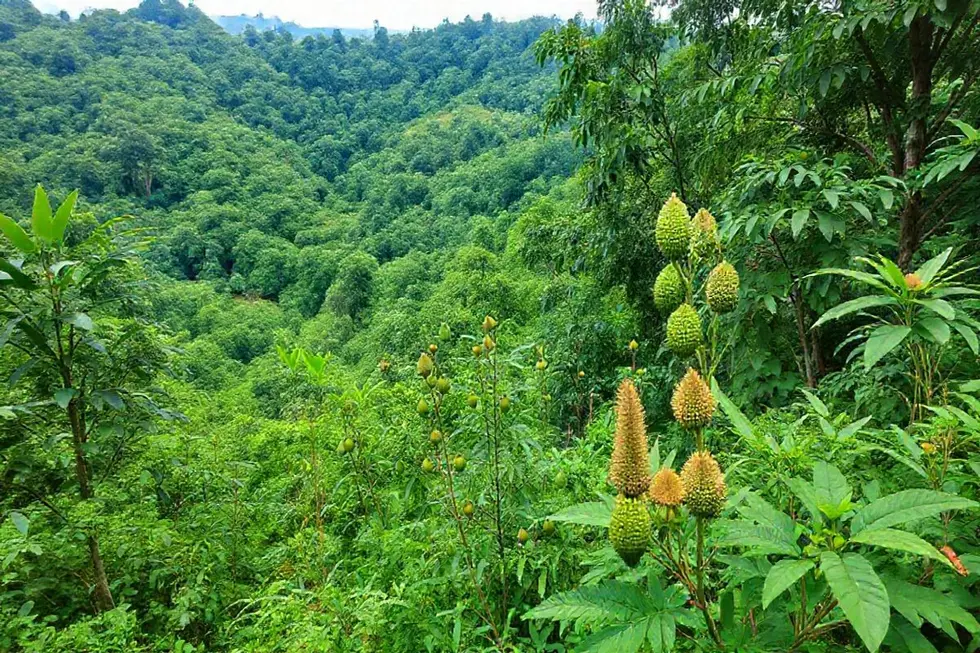 Paisagem verde com várias plantas medicinais, incluindo guaimbê.