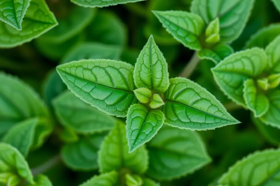 Salva: O Poder dos Antioxidantes