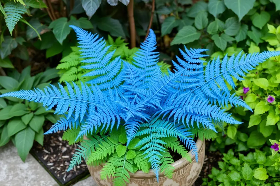 Samambaia Azul: A Elegância das Folhagens