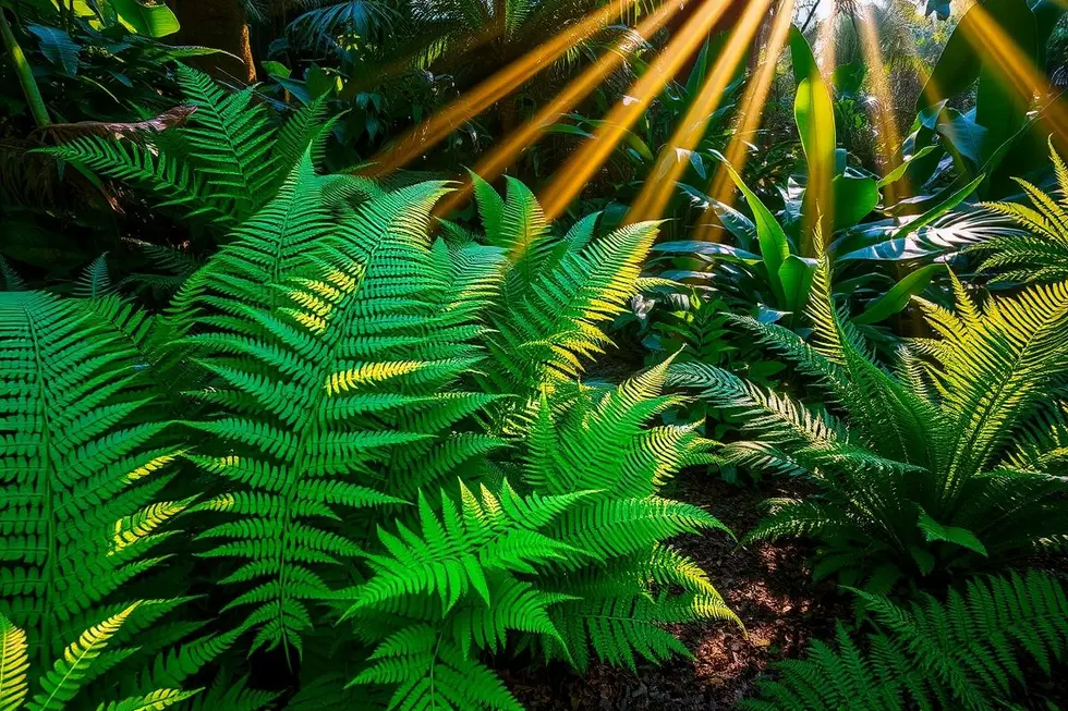 Samambaias: A Beleza Natural à Sua Porta