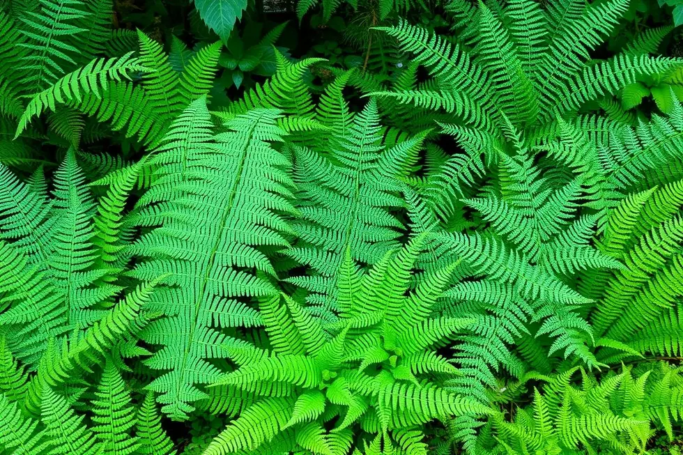 O Fascínio das Samambaias: Uma Introdução ao Seu Uso no Paisagismo