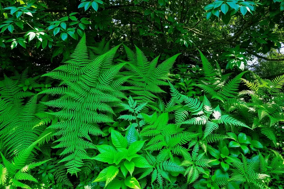 Entendendo a importância das samambaias no paisagismo
