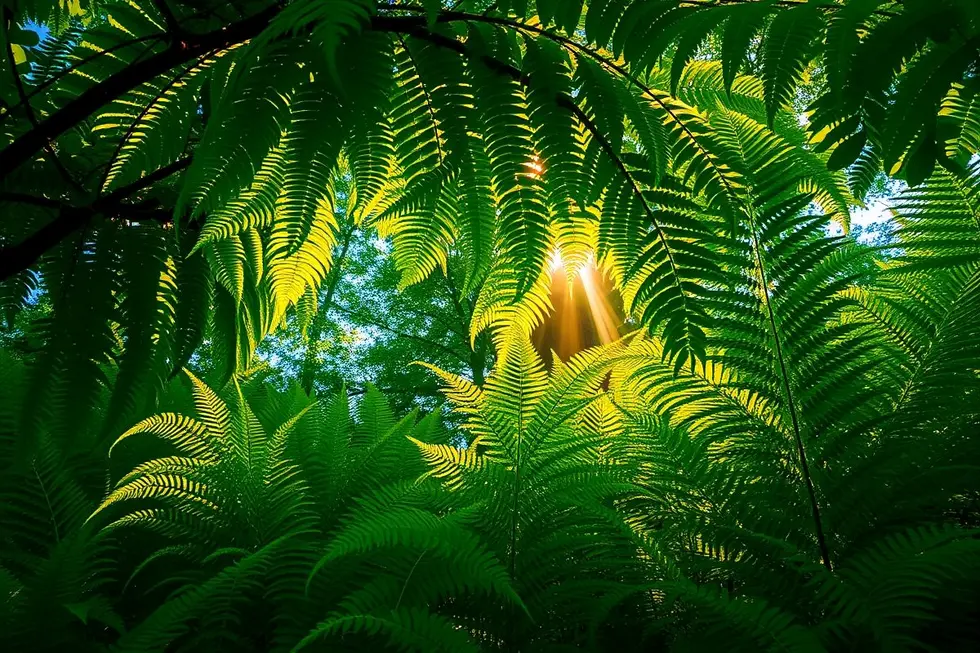 Samambaias em um cenário natural, representando tranquilidade e beleza.