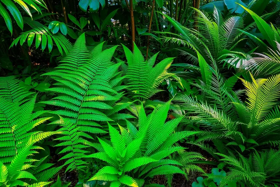 A Importância das Samambaias na Paisagística