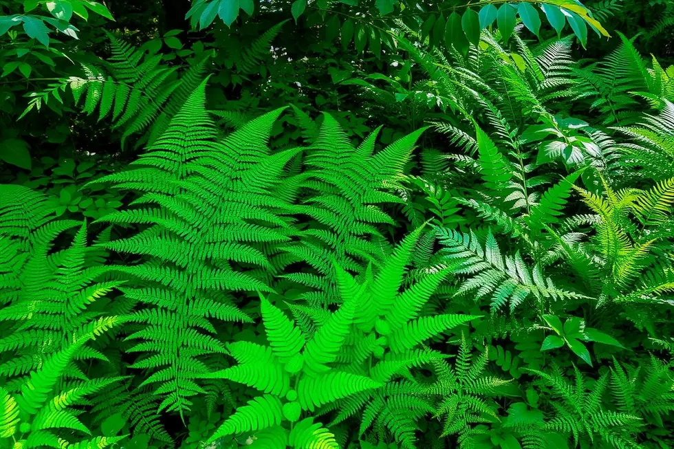 A Importância das Samambaias no Paisagismo