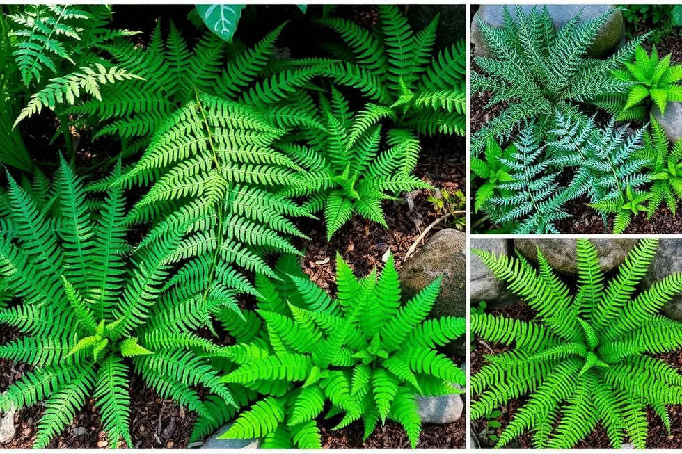 16 Variedades de Samambaias para Diferentes Ambientes