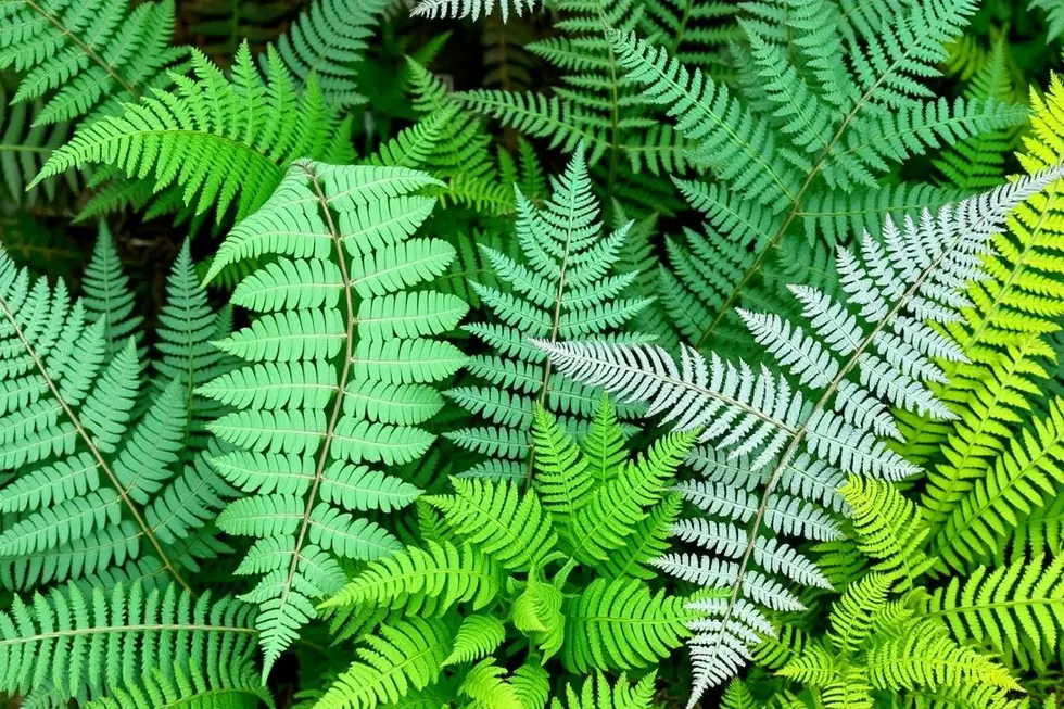 Top 10 Variedades de Samambaias para o Seu Jardim