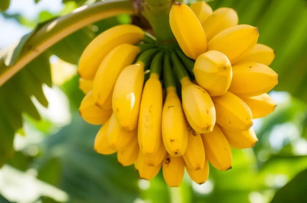 A banana e seus surpreendentes benefícios