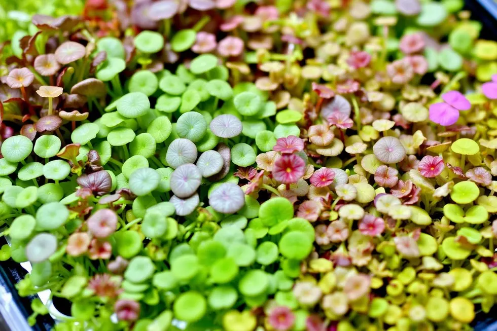 Os Benefícios Nutricionais dos Microgreens